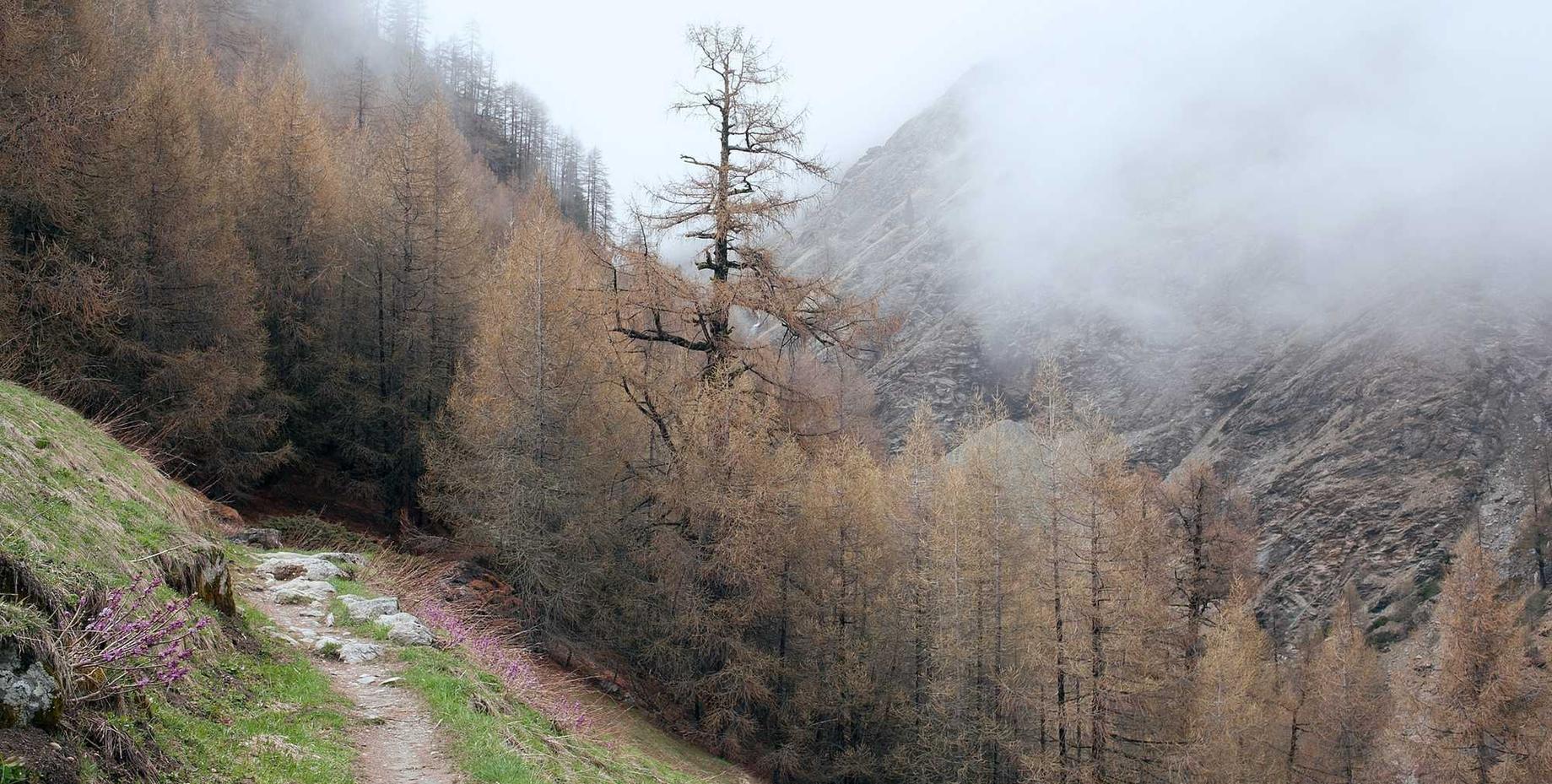 支付宝代刷人脸：vvc代理注册